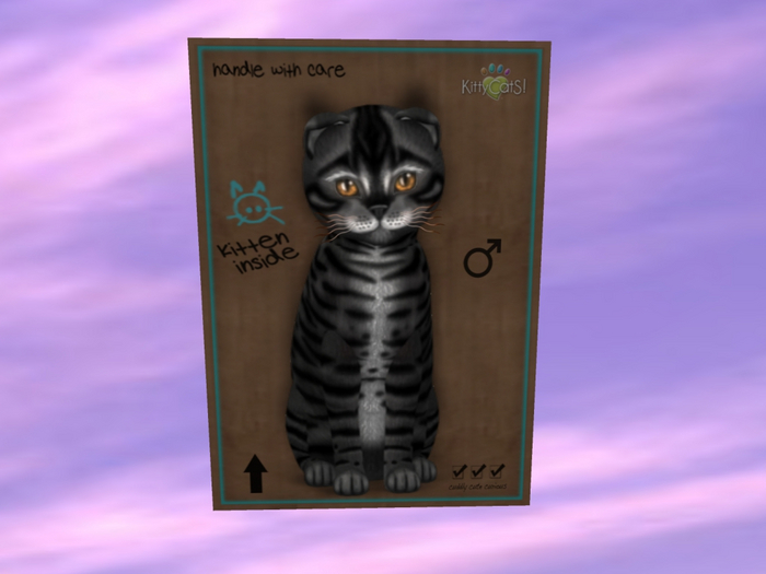 KittyCatS Box - New Born Kitten