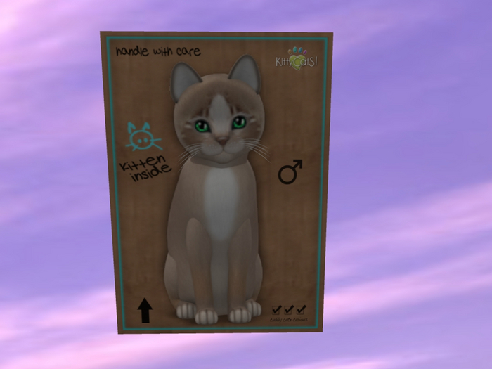 KittyCatS Box - New Born Kitten