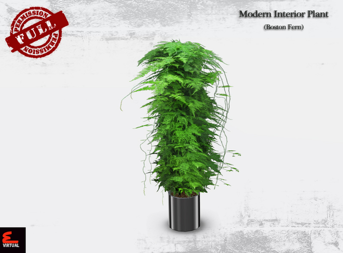 Full Perm Plants - Boston Fern