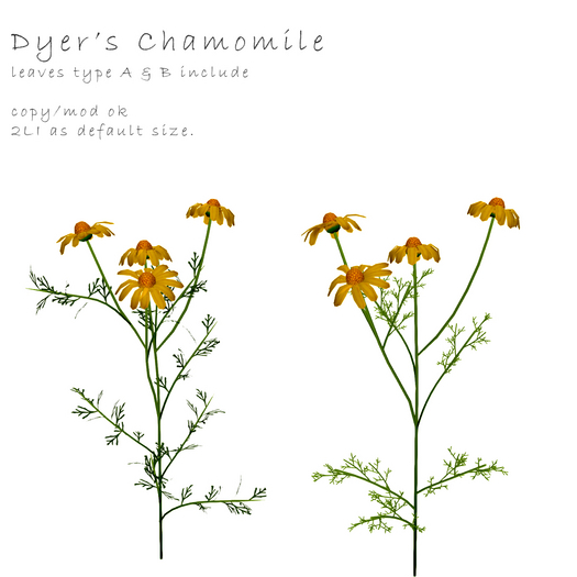 *N*Dyer's Chamomile