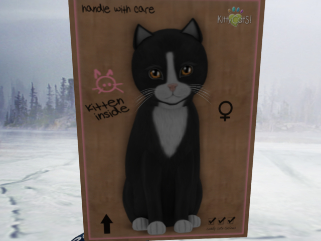 KittyCatS Box - 3T Chateau Cat - Slate & White