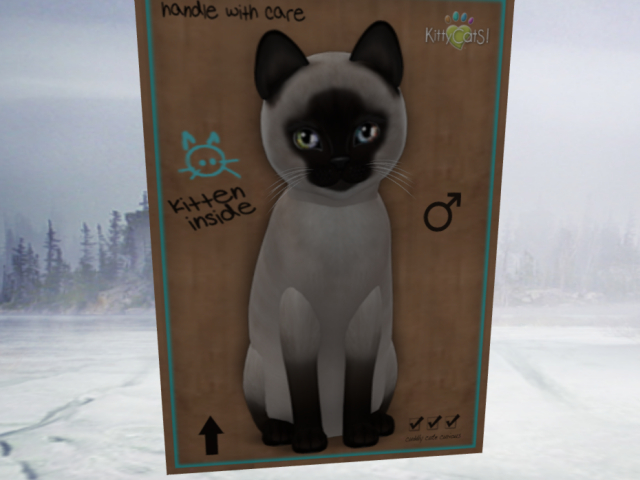 KittyCatS Box - 2T Siamese Kitten for sale BOY