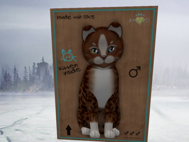 KittyCatS Box - 3T Ginger BOY 