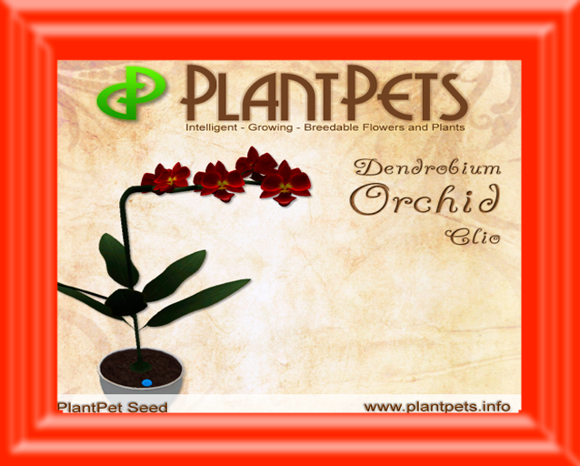 PlantPet Seed [Dendrobium Orchid *Clio*]
