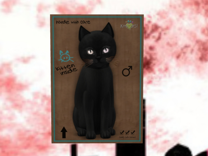 KittyCatS Box - New Born Kitten