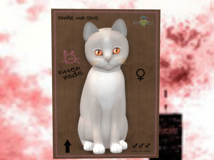 KittyCatS Box - New Born Kitten