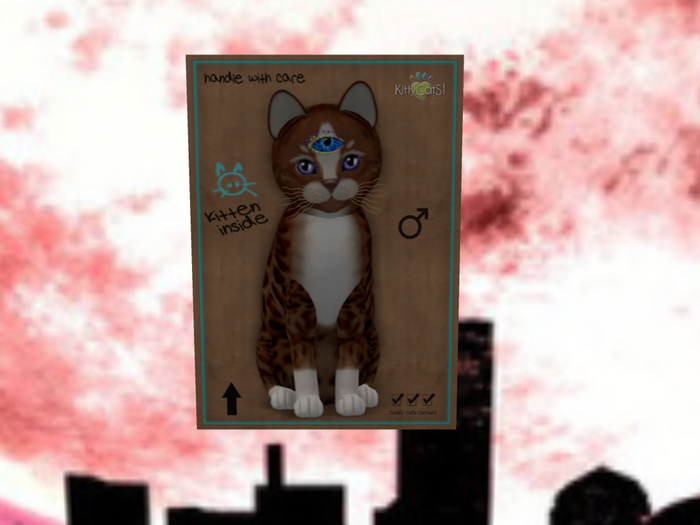 KittyCatS Box - New Born Kitten