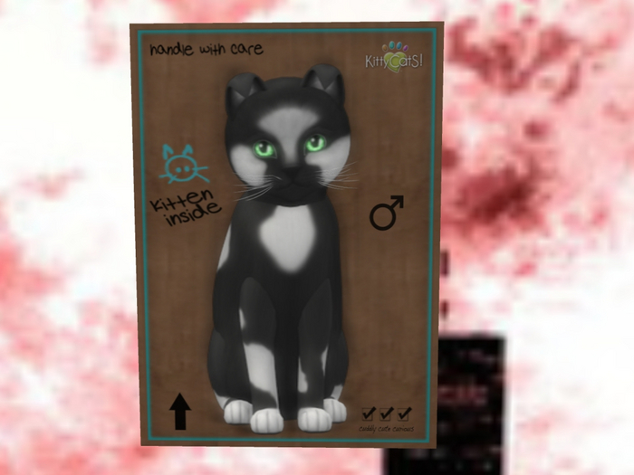 KittyCatS Box - New Born Kitten