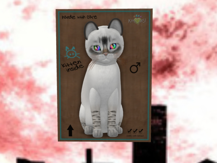 KittyCatS Box - New Born Kitten