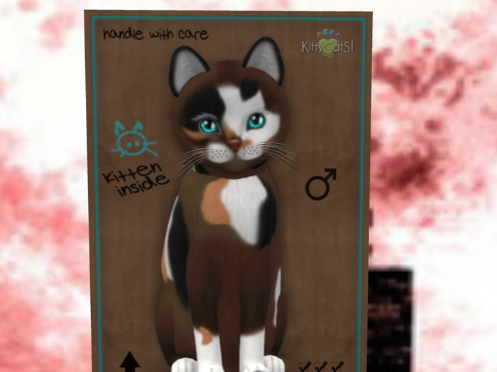 KittyCatS Box - New Born Kitten