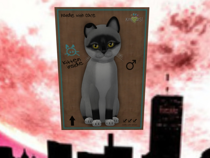 KittyCatS Box - New Born Kitten