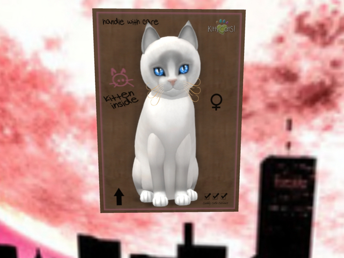 KittyCatS Box - New Born Kitten