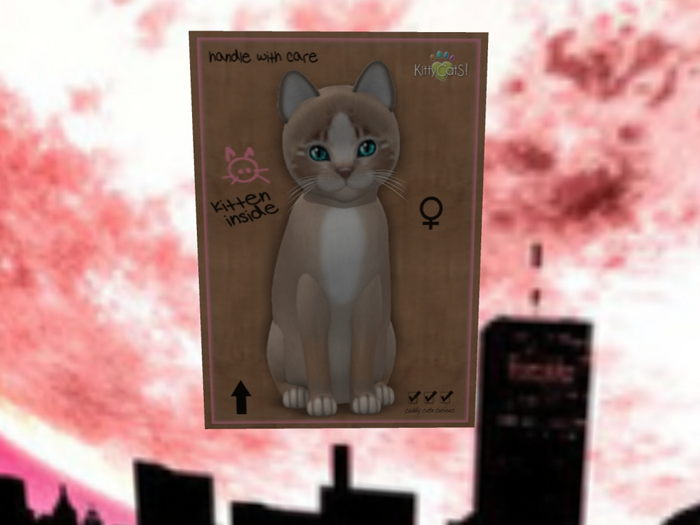 KittyCatS Box - New Born Kitten