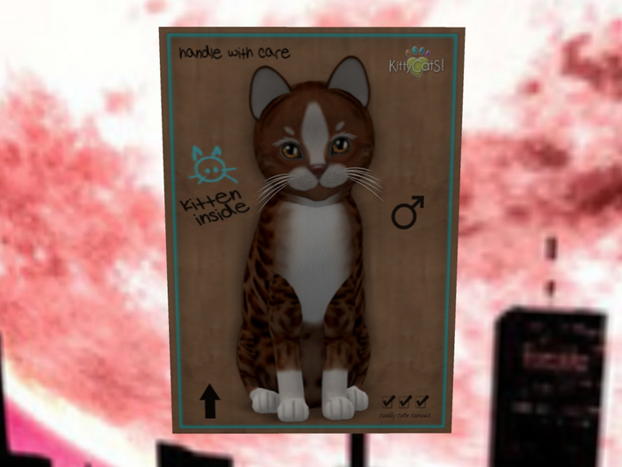 KittyCatS Box - New Born Kitten