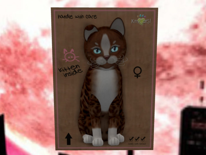 KittyCatS Box - New Born Kitten