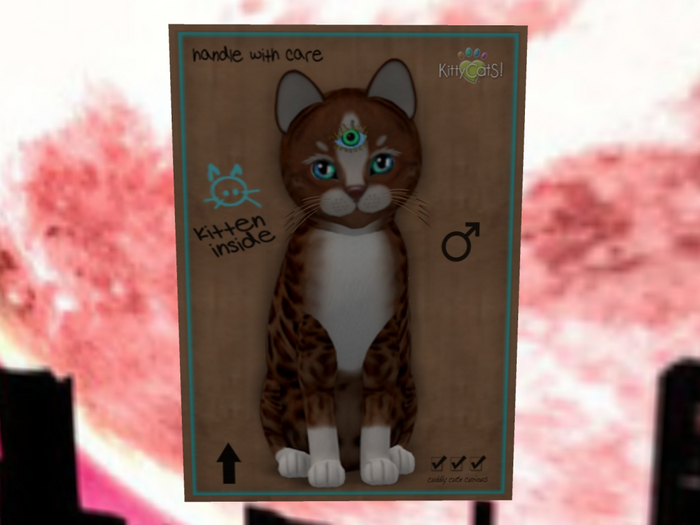 KittyCatS Box - New Born Kitten