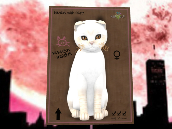 KittyCatS Box - New Born Kitten