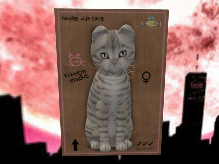 KittyCatS Box - New Born Kitten