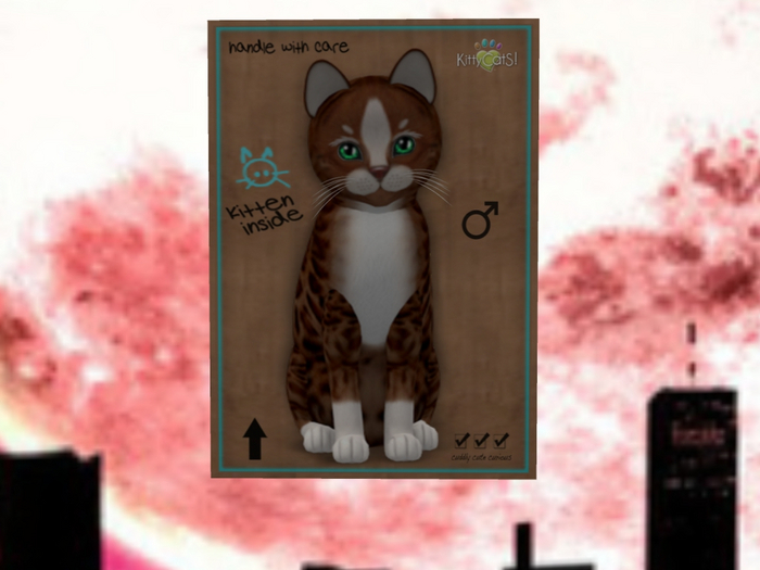 KittyCatS Box - New Born Kitten