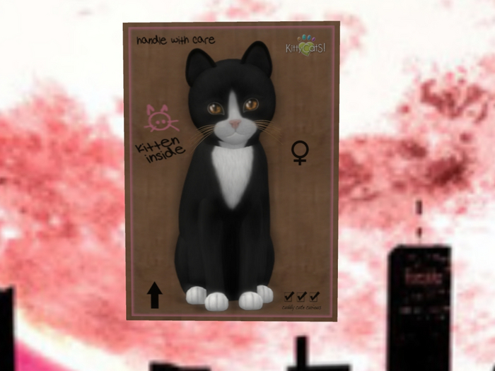 KittyCatS Box - New Born Kitten