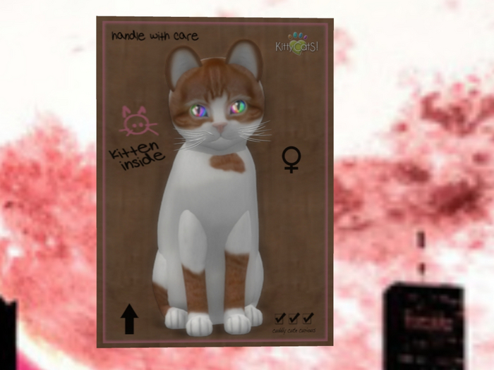 KittyCatS Box - New Born Kitten