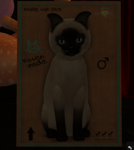 KittyCatS Box - 7 T