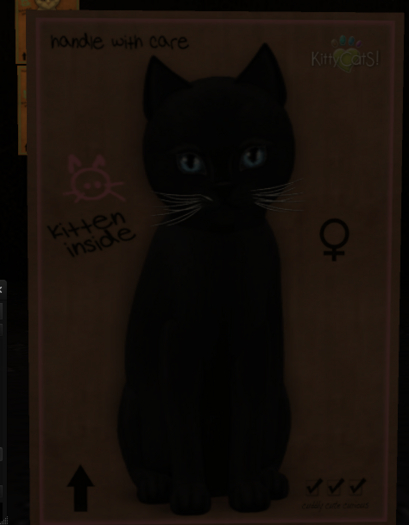 KittyCatS Box - 7 T