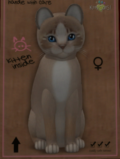 KittyCatS Box - 2 T