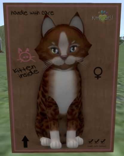 KittyCatS Box - Genesis - Ginger II - 5T F