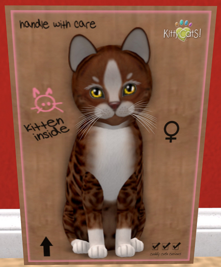 KittyCatS Box - New Born Kitten