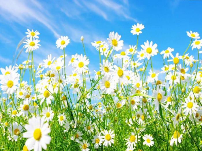 Spring Daisies Texture