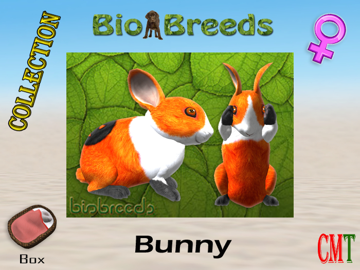 BioBreeds BB Halloween 2021 Epic Bunny Box Female