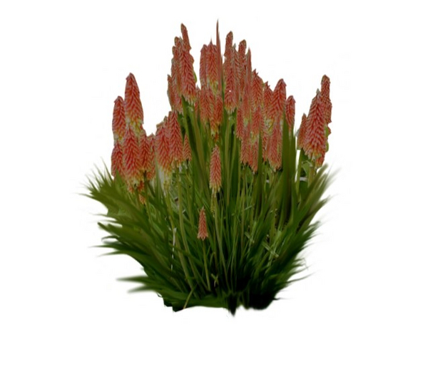 FLOWER LUPINE orange