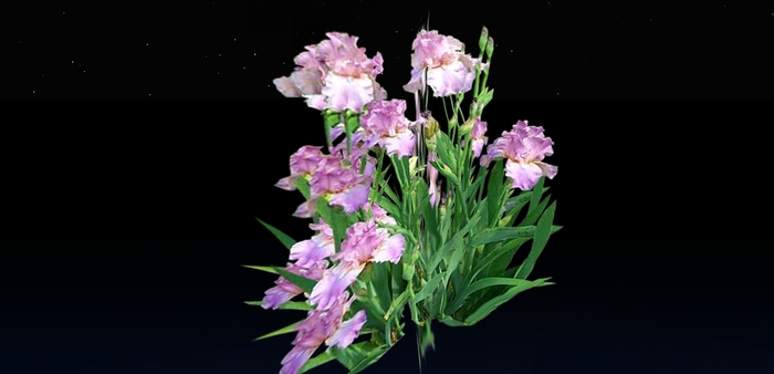 WZ spring plants fat pack boxed