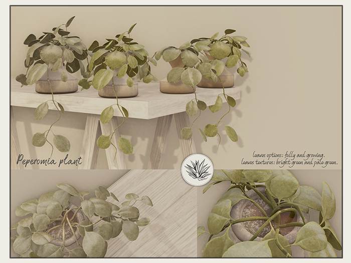 FINCA - Peperomia plant