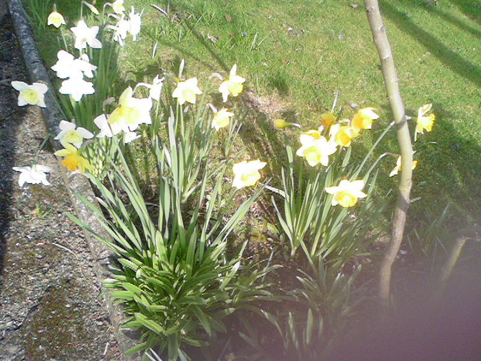 Garden Birdsong Sound Boxes (Boxed)