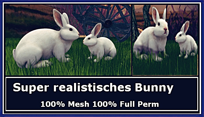 Hase