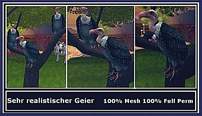 Geier