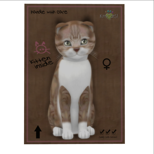 KittyCatS Box - New Born Kitten