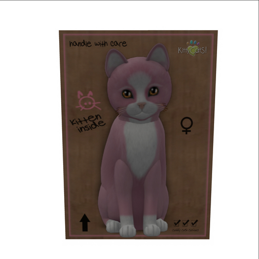 KittyCatS Box - New Born Kitten