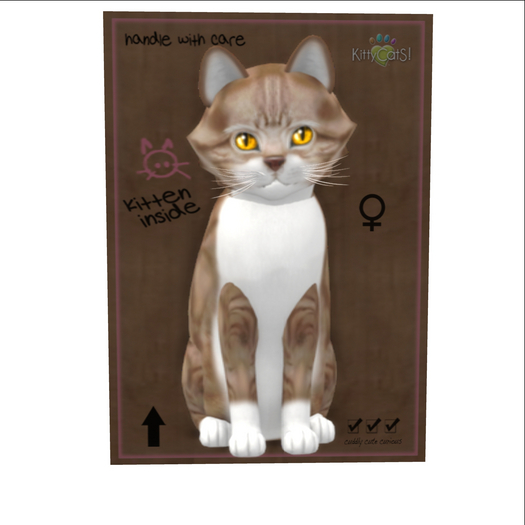 KittyCatS Box - New Born Kitten