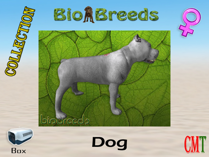 BioBreeds BB USA flag Epic Pitbull Box Female