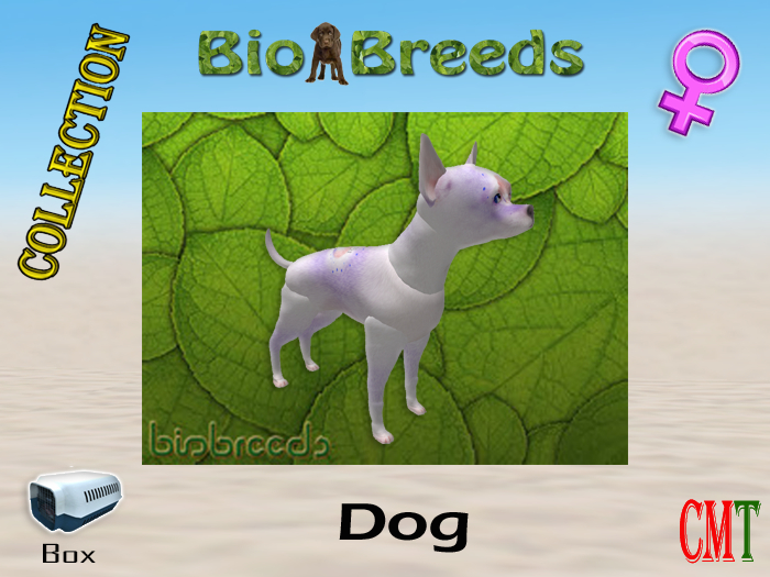 BioBreeds BB 4th of July 2021 Epic Chihuahua Box Female