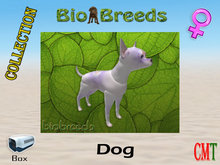 BioBreeds BB 4th of July 2021 Epic Chihuahua Box Female