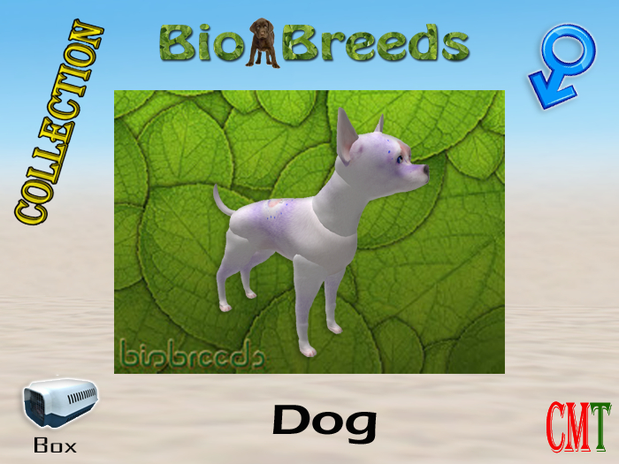 BioBreeds BB 4th of July 2021 Epic Chihuahua Box Male