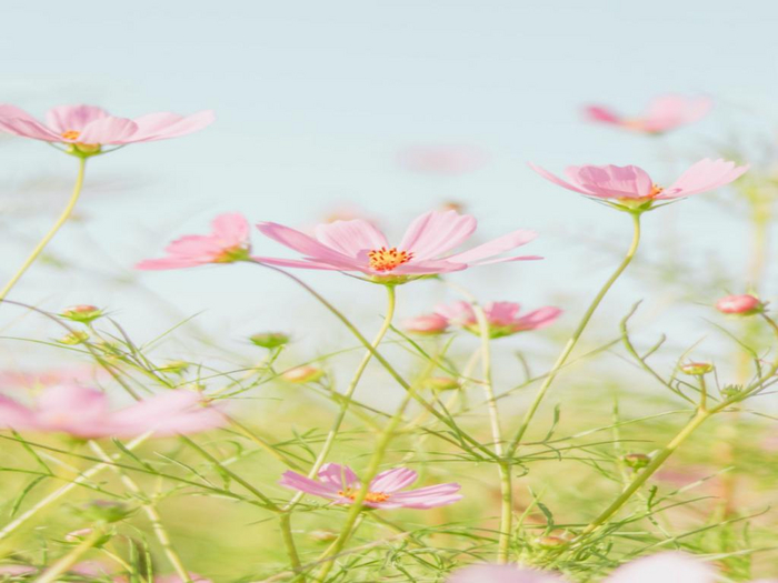 Spring Flowers Texture