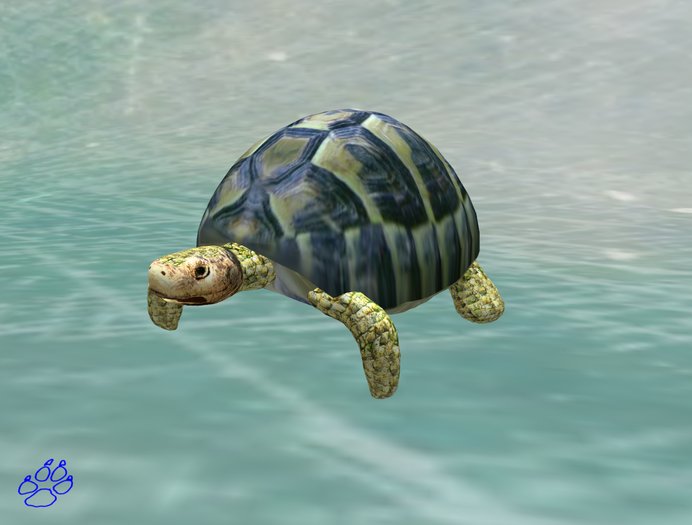 tortoise - tortue - sculpt