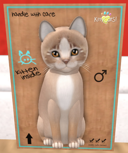 KittyCatS Box - New Born Kitten