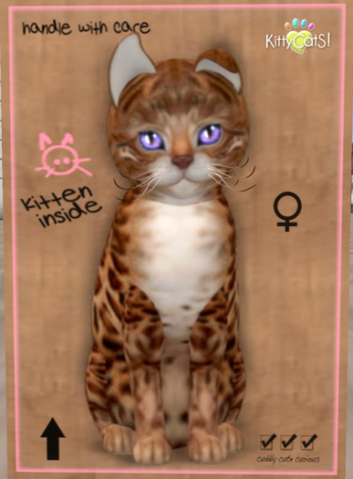KittyCatS Box - Bengal - Copper-9T