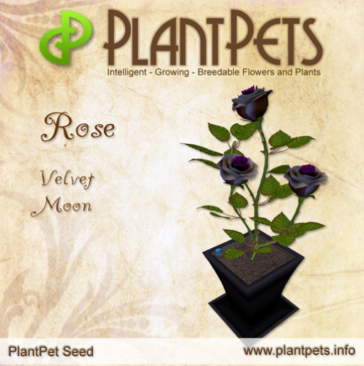 PlantPet Seed [Rose *Velvet Moon*] Updated